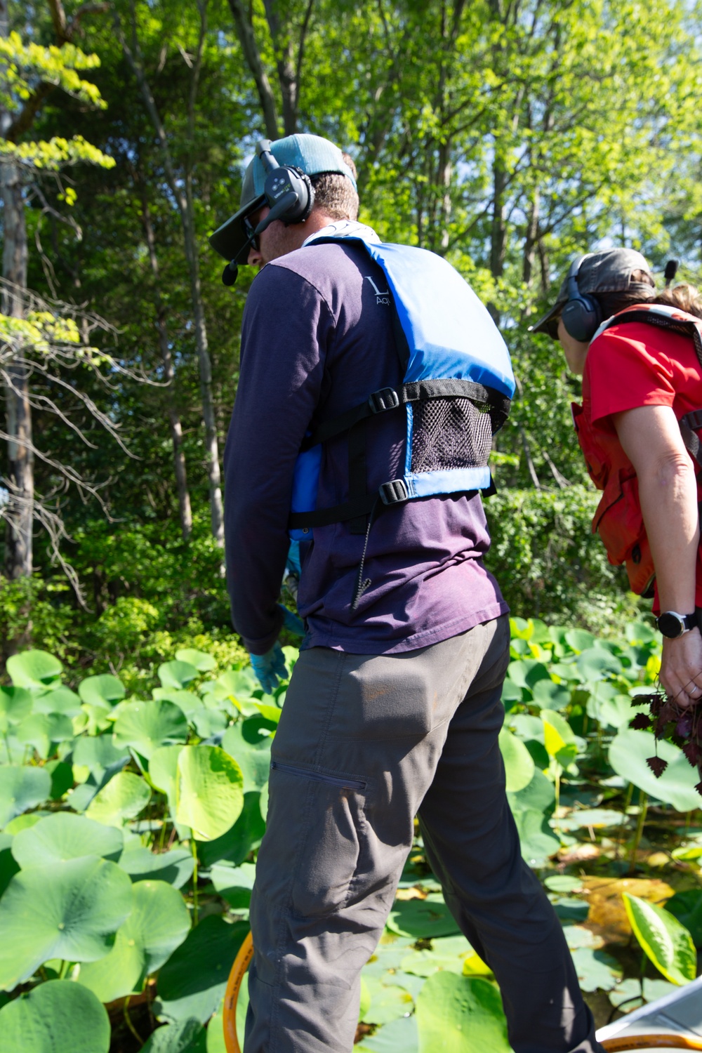 USACE Partners with Local Contractor to Target Invasive Water Chestnut at Lake Brittle in Virginia