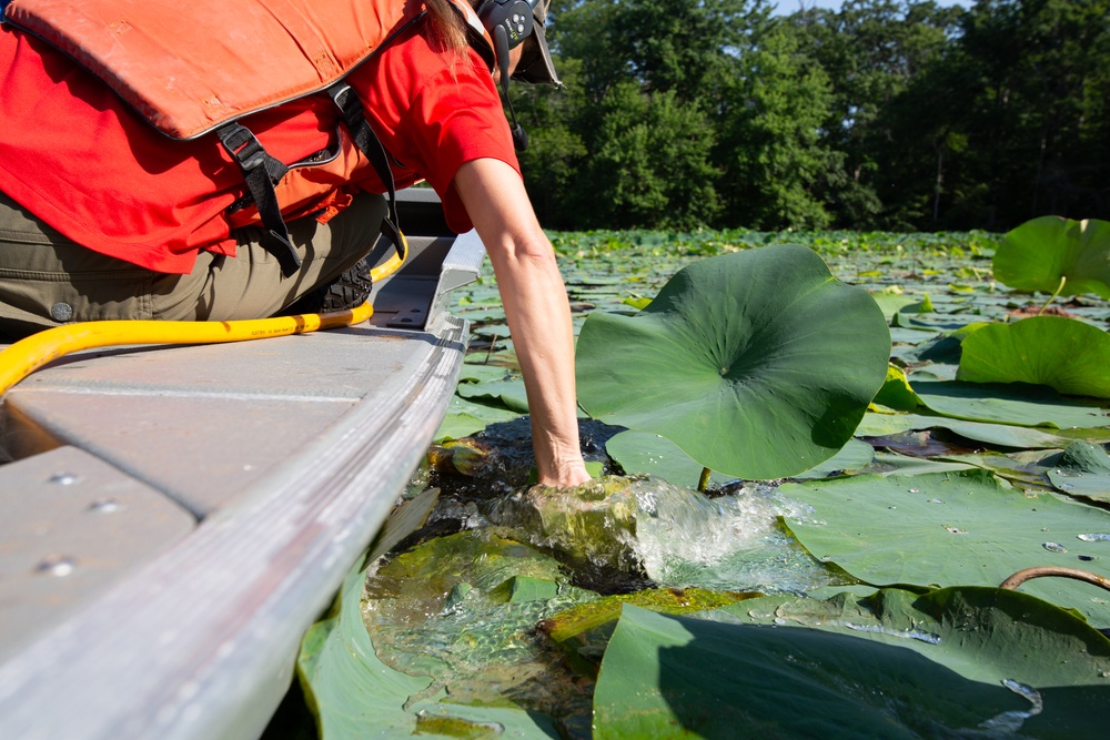 USACE Partners with Local Contractor to Target Invasive Water Chestnut at Lake Brittle in Virginia