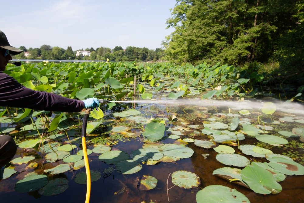 USACE Partners with Local Contractor to Target Invasive Water Chestnut at Lake Brittle in Virginia
