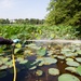 USACE Partners with Local Contractor to Target Invasive Water Chestnut at Lake Brittle in Virginia