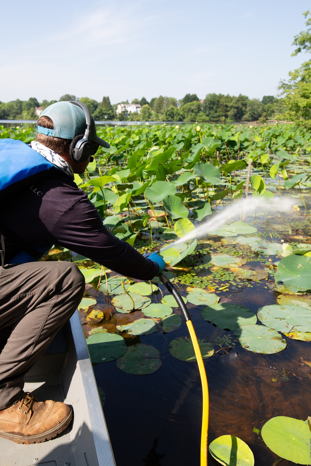 USACE Partners with Local Contractor to Target Invasive Water Chestnut at Lake Brittle in Virginia