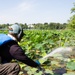 USACE Partners with Local Contractor to Target Invasive Water Chestnut at Lake Brittle in Virginia