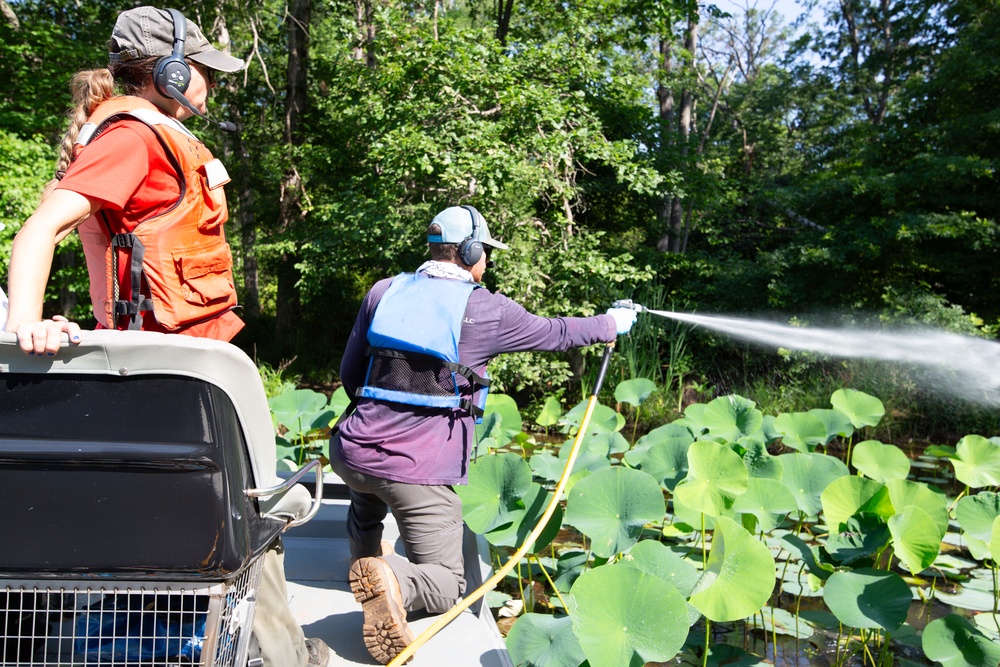 USACE Partners with Local Contractor to Target Invasive Water Chestnut at Lake Brittle in Virginia
