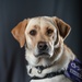 114th Fighter Wing’s new therapy dog lends a pawsitive touch