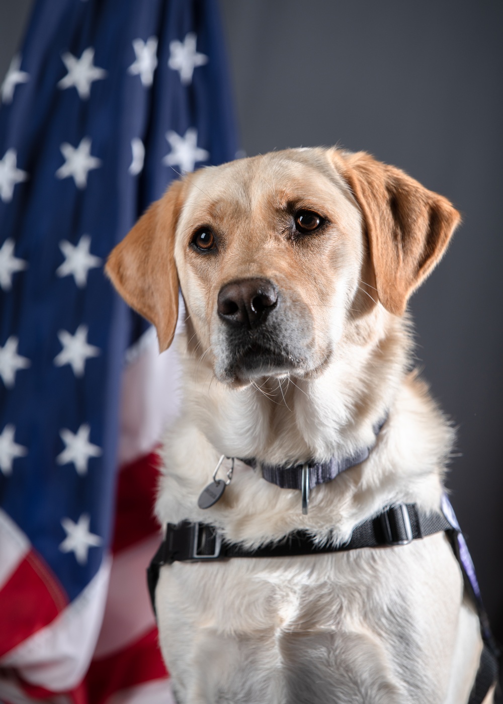 114th Fighter Wing’s new therapy dog lends a pawsitive touch