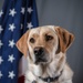 114th Fighter Wing’s new therapy dog lends a pawsitive touch