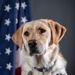 114th Fighter Wing’s new therapy dog lends a pawsitive touch