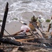 USACE supports Wildfire Debris Removal in Southern California