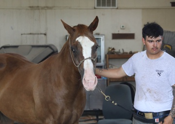 1st Division Cavalry Horse Detachment Daily Lives