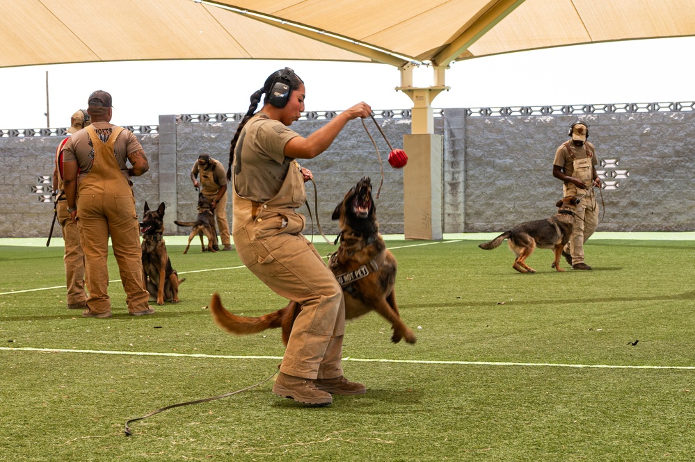 Staying Sharp: 99th Security Forces Squadron Military Working Dog Readiness