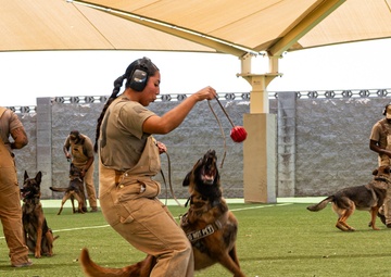 Staying Sharp: 99th Security Forces Squadron Military Working Dog Readiness