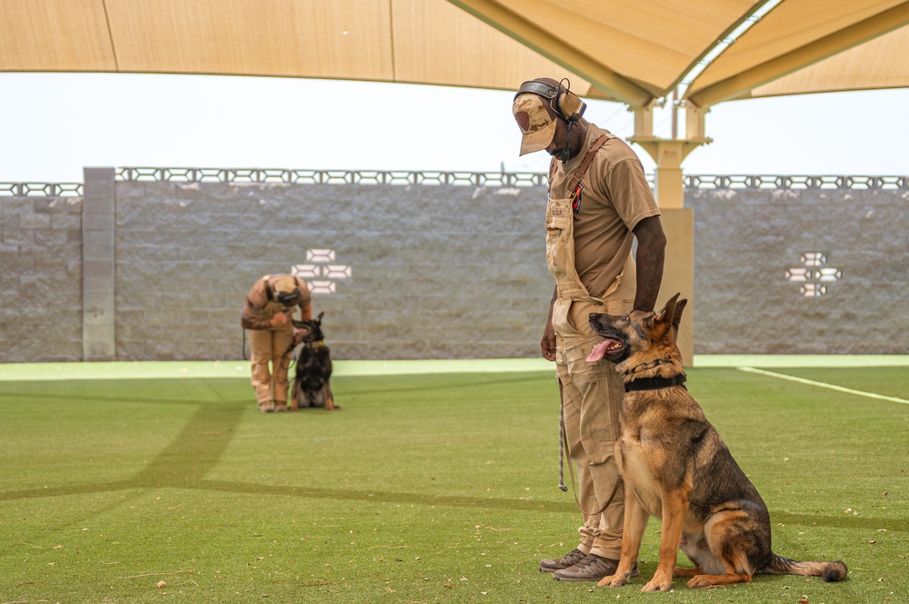Staying Sharp: 99th Security Forces Squadron Military Working Dog Readiness
