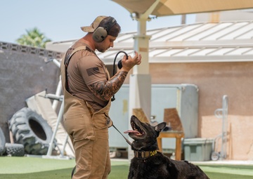 Staying Sharp: 99th Security Forces Squadron Military Working Dog Readiness
