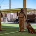 Staying Sharp: 99th Security Forces Squadron Military Working Dog Readiness
