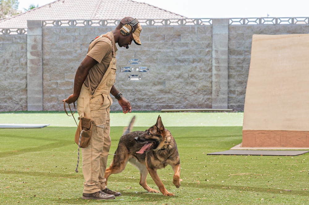 Staying Sharp: 99th Security Forces Squadron Military Working Dog Readiness