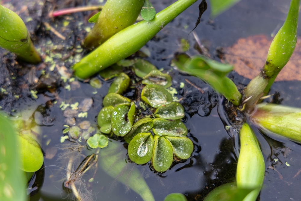 Black Warrior Invasive Species Control – June 2025