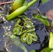 Black Warrior Invasive Species Control – June 2025