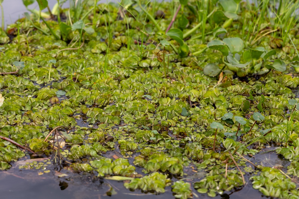 Black Warrior Invasive Species Control – June 2025