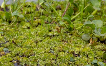 Black Warrior Invasive Species Control – June 2025