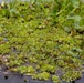 Black Warrior Invasive Species Control – June 2025