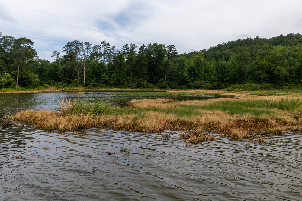 Black Warrior Invasive Species Control – June 2025