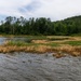 Black Warrior Invasive Species Control – June 2025