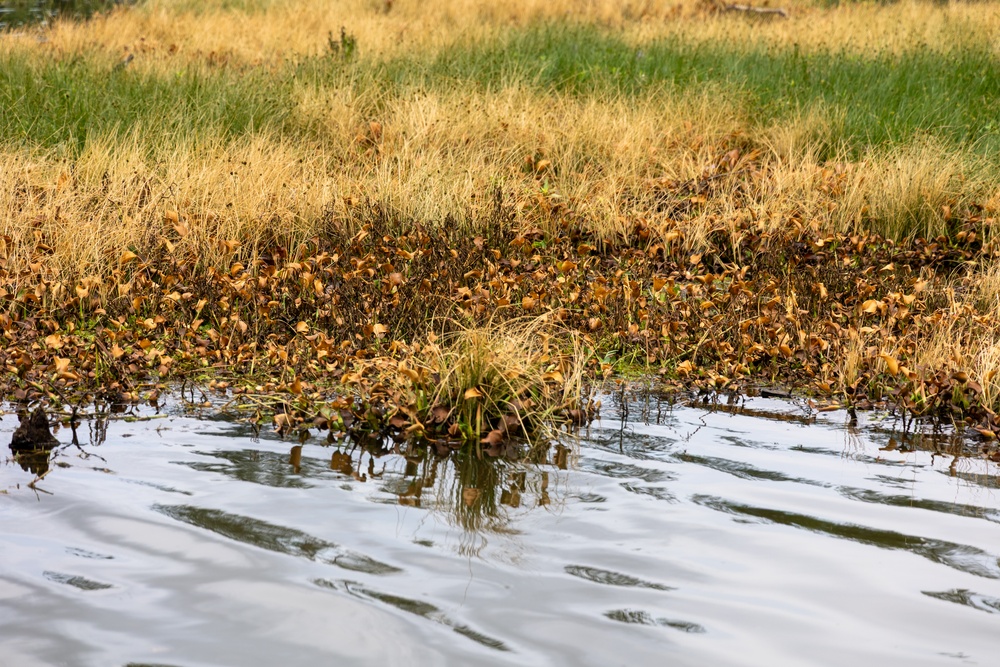 Black Warrior Invasive Species Control – June 2025