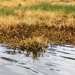 Black Warrior Invasive Species Control – June 2025