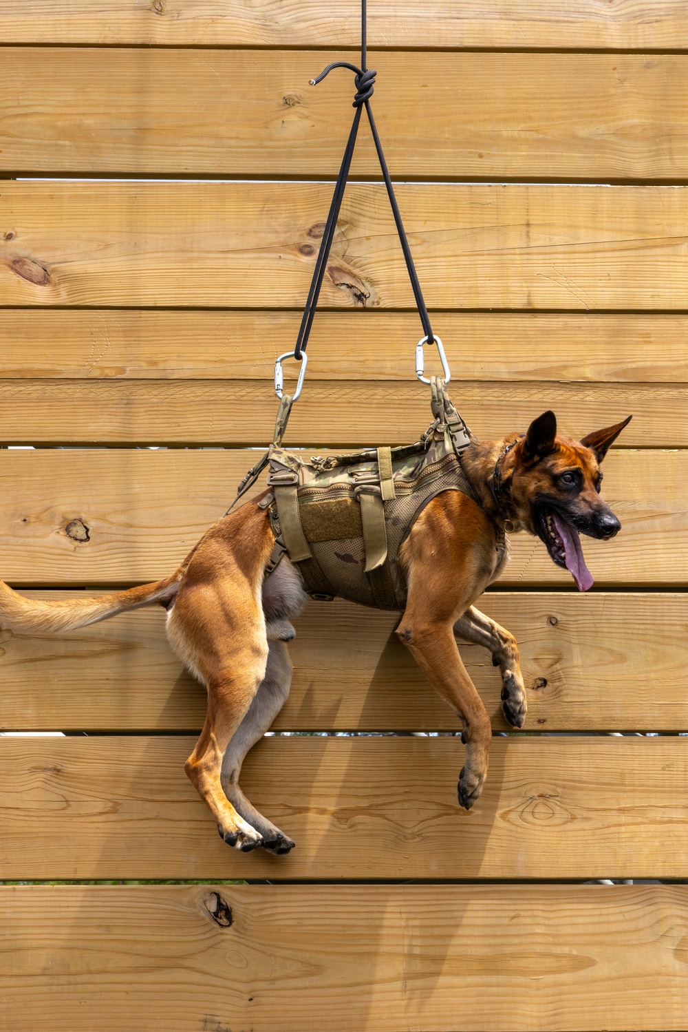 Rappelling with man's best teammate