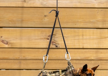 Rappelling with man's best teammate