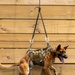 Rappelling with man's best teammate