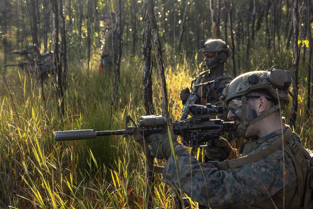 31st MEU | Animal Co. BLT 1/7 conducts live-fire platoon attack exercise
