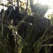 31st MEU | Animal Co. BLT 1/7 conducts live-fire platoon attack exercise