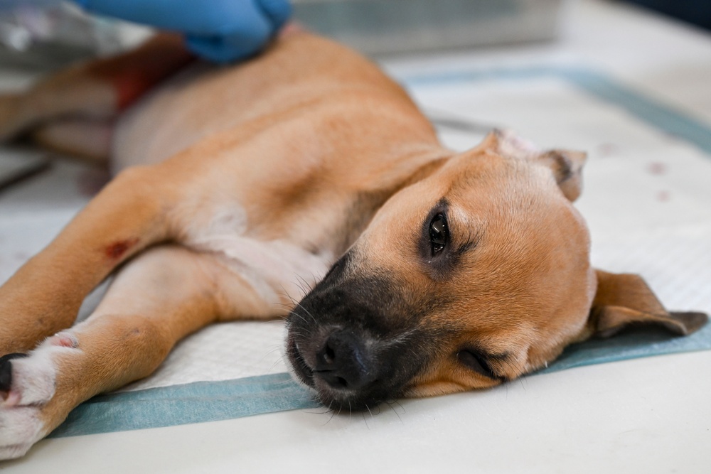 Continuing Promise 2025 provides veterinary services in Panama