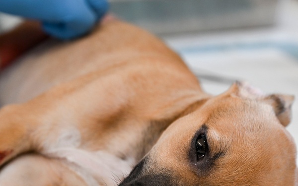 Continuing Promise 2025 provides veterinary services in Panama