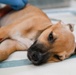 Continuing Promise 2025 provides veterinary services in Panama