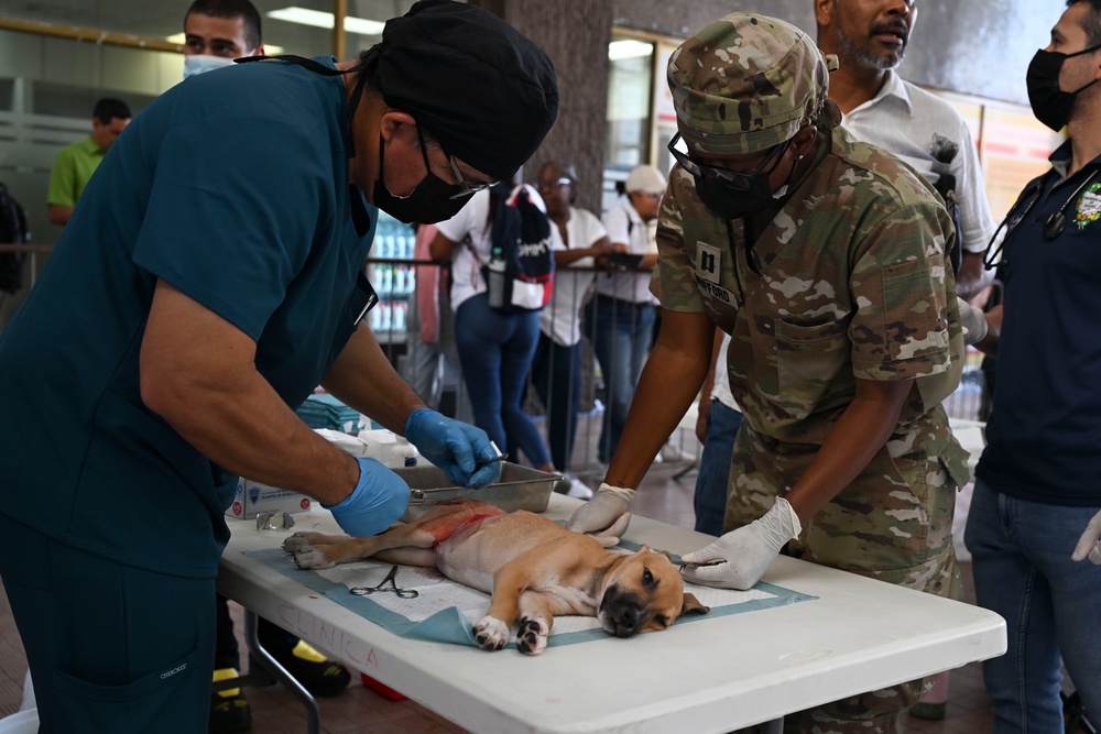 Continuing Promise 2025 provides veterinary services in Panama