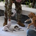 Continuing Promise 2025 provides veterinary services in Panama