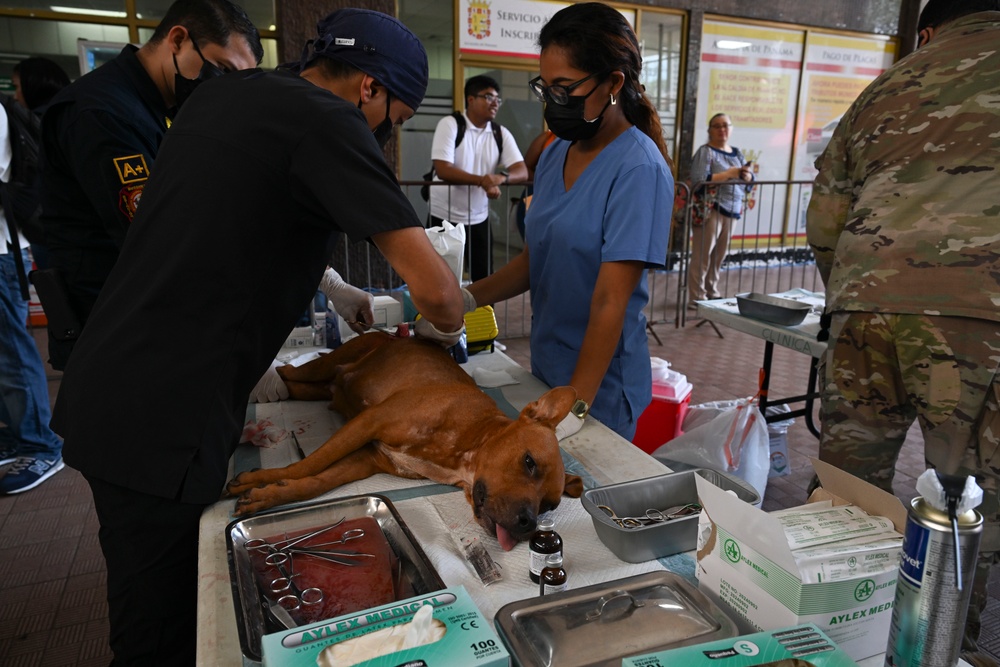 Continuing Promise 2025 provides veterinary services in Panama
