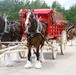 Hundreds attend Clydesdales visit to Fort McCoy; parade held at Pine View Campground