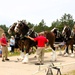 Hundreds attend Clydesdales visit to Fort McCoy; parade held at Pine View Campground
