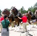 Hundreds attend Clydesdales visit to Fort McCoy; parade held at Pine View Campground