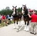 Hundreds attend Clydesdales visit to Fort McCoy; parade held at Pine View Campground
