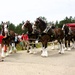 Hundreds attend Clydesdales visit to Fort McCoy; parade held at Pine View Campground