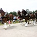 Hundreds attend Clydesdales visit to Fort McCoy; parade held at Pine View Campground