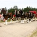 Hundreds attend Clydesdales visit to Fort McCoy; parade held at Pine View Campground
