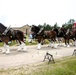Hundreds attend Clydesdales visit to Fort McCoy; parade held at Pine View Campground