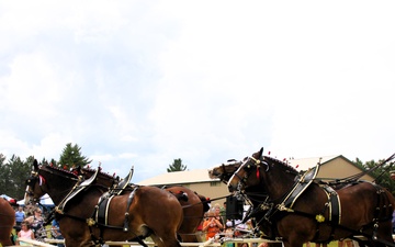Photo Story: Hundreds attend Clydesdales visit to Fort McCoy, Part 1