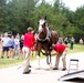 Hundreds attend Clydesdales visit to Fort McCoy; parade held at Pine View Campground