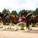 Hundreds attend Clydesdales visit to Fort McCoy; parade held at Pine View Campground